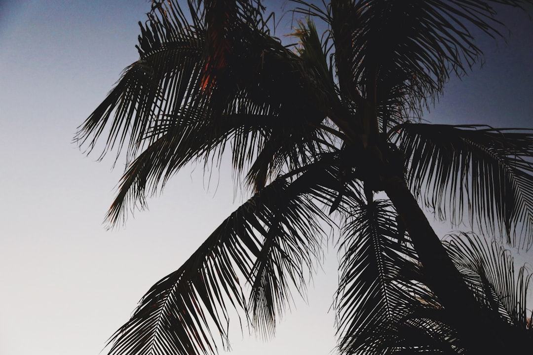 A secure home surrounded by palm trees in Florida, highlighting regional relevance and protection.. Photo by Giorgio Trovato on Unsplash. A secure home surrounded by palm trees in Florida, highlighting regional relevance and protection.